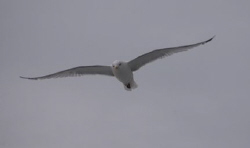 Cruising Gull, Firth of Forth Scotland by Mike Clark 